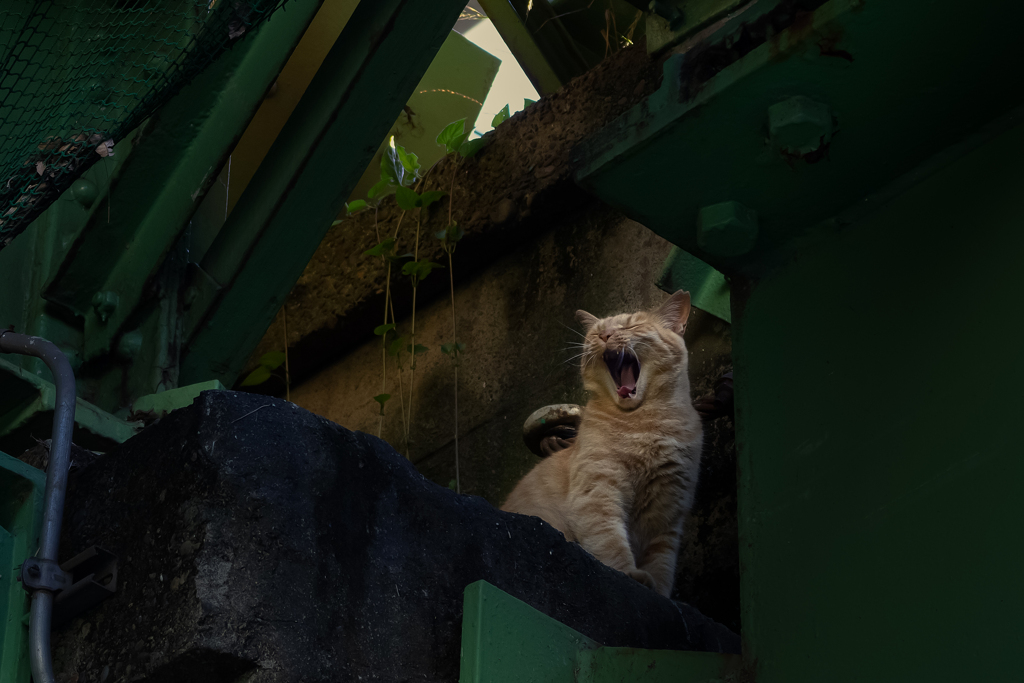 開幕を待ちくたびれた外苑の猫