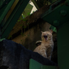 開幕を待ちくたびれた外苑の猫