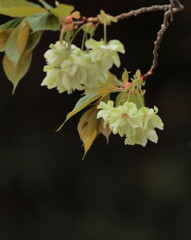鬱金桜