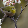 冬ごもり春さり来れば鳴かざりし鳥も来鳴きぬ咲かざりし花も咲けれど…