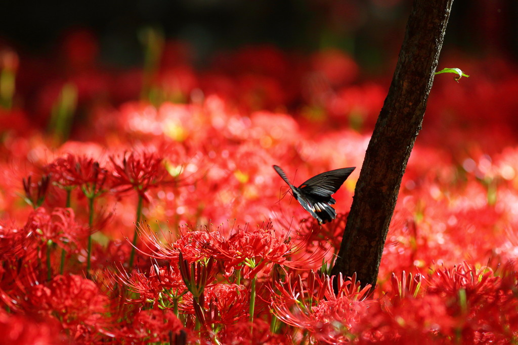 紅蓮の荒野