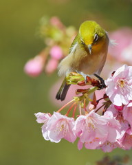 春風に吹かれて候