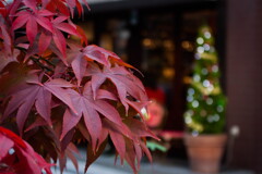 東京遊歩 ～ それぞれのクリスマス・神楽坂 ～
