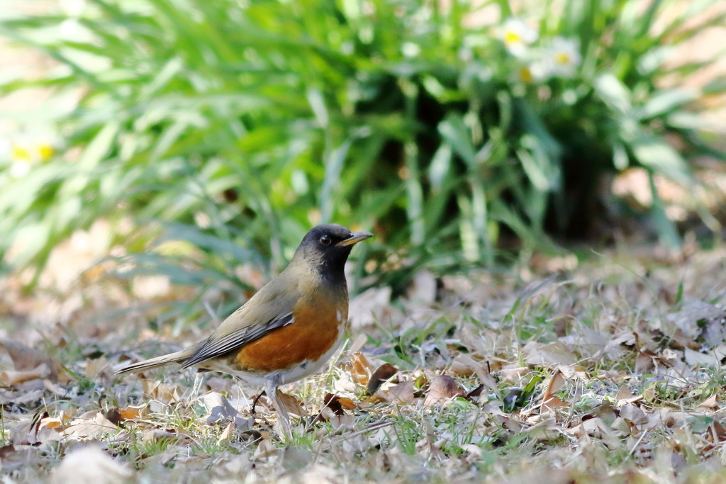 とある早春の花鳥風月
