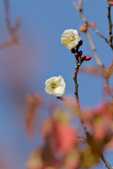 桜はまだぁかいな～ｳｨ~∀o(^～^=) ☆＼(-.-メ) まだ、年明け前だ！