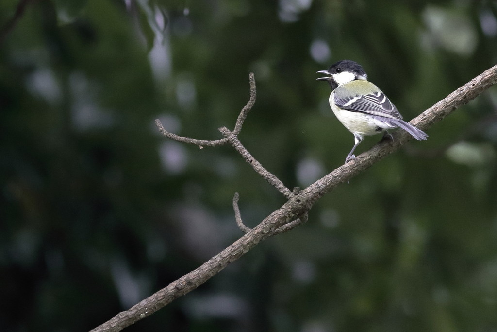 私の原点…シジュウカラ