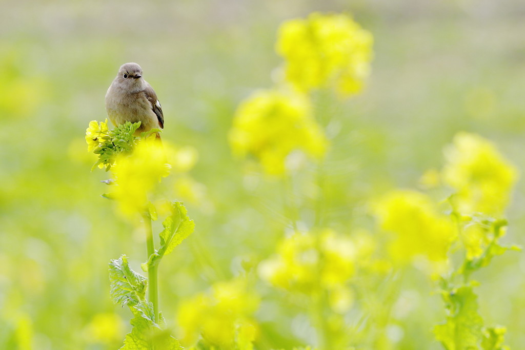 とある都市公園の小春日和（ジョウビタキ・♀編）
