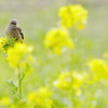 とある都市公園の小春日和（ジョウビタキ・♀編）