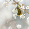 梅香る早春、花とたわむる