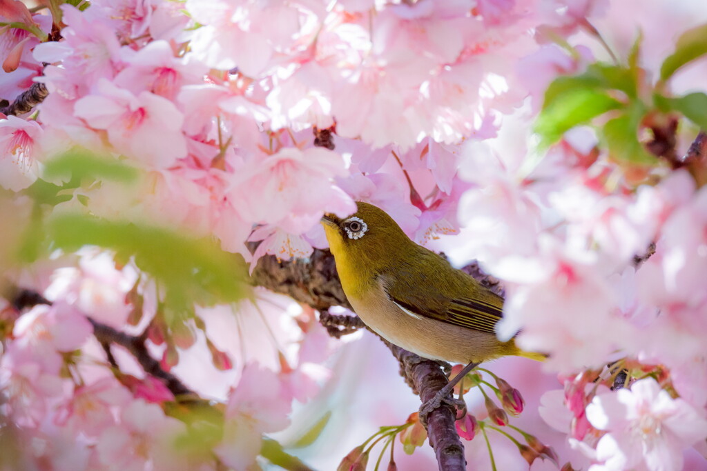 春にチュっ♡（河津桜・メジロ）