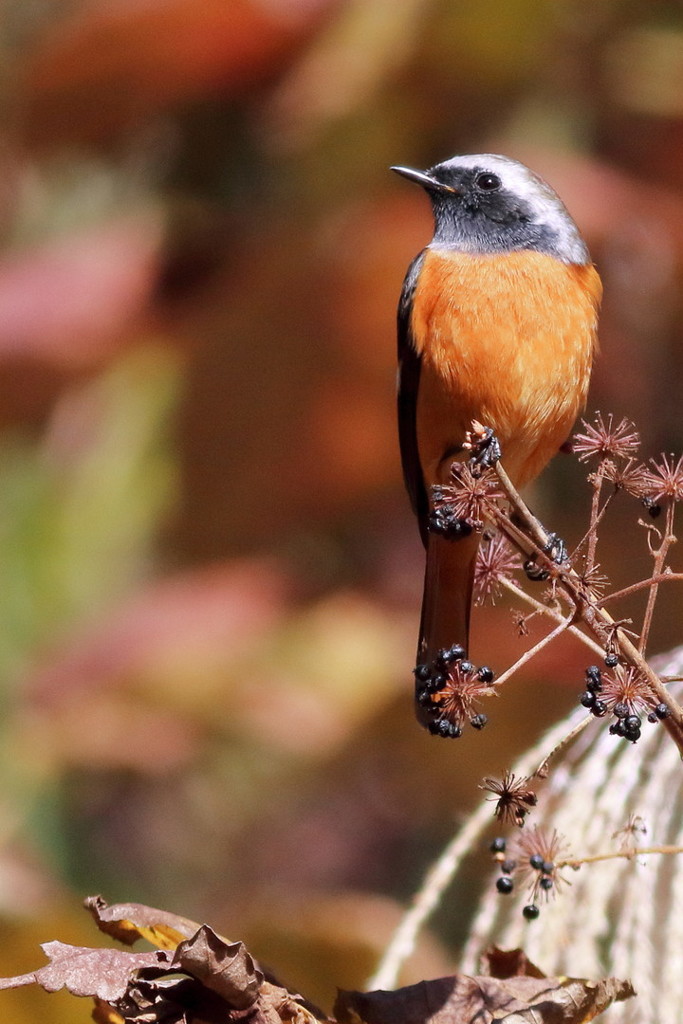 ぶらっと、武蔵野路・深秋の尉（ジョー）