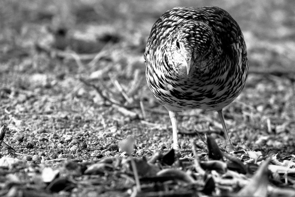 鵺（ヌエ）の鳴く夜は...