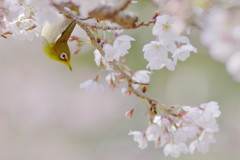 春爛漫、花見鳥