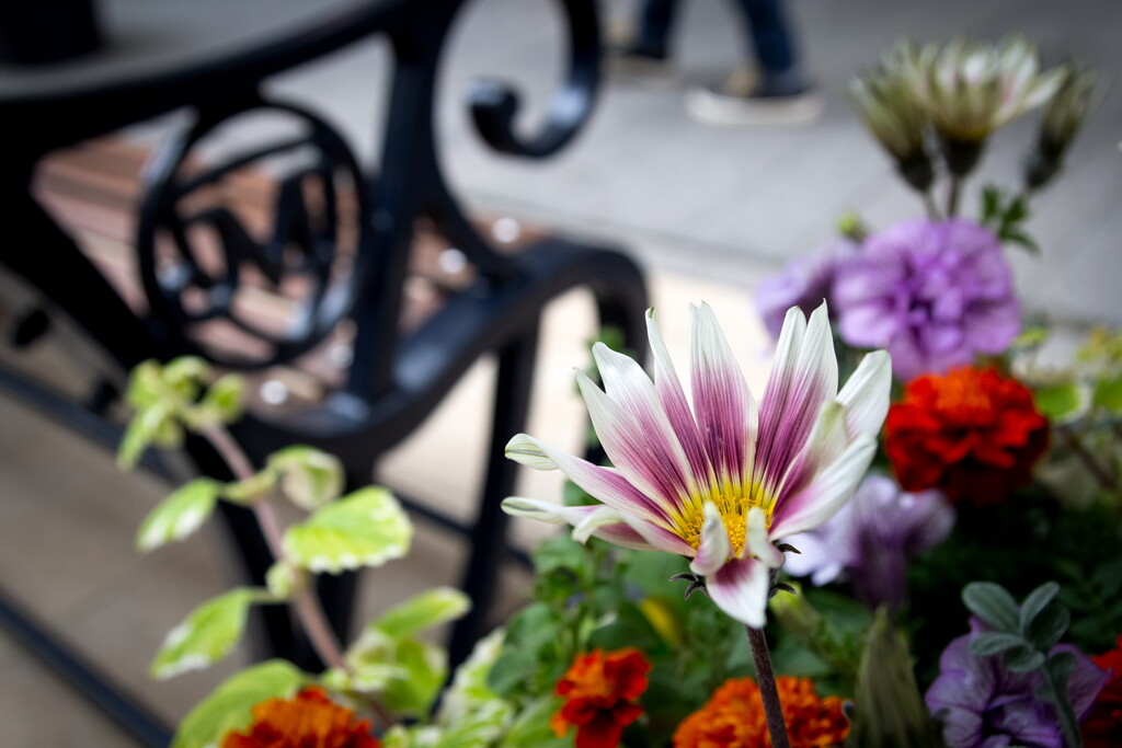 Flower on downtown