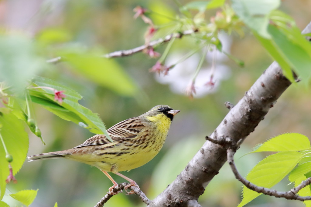 春の名残と初夏の香り