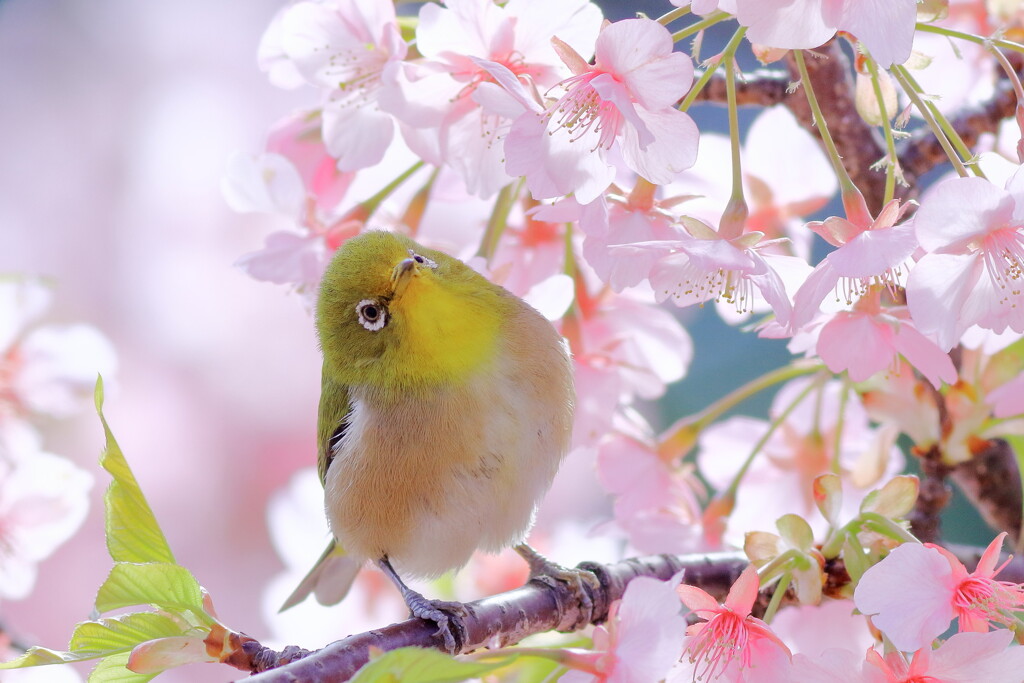 花見鳥