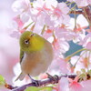 花見鳥