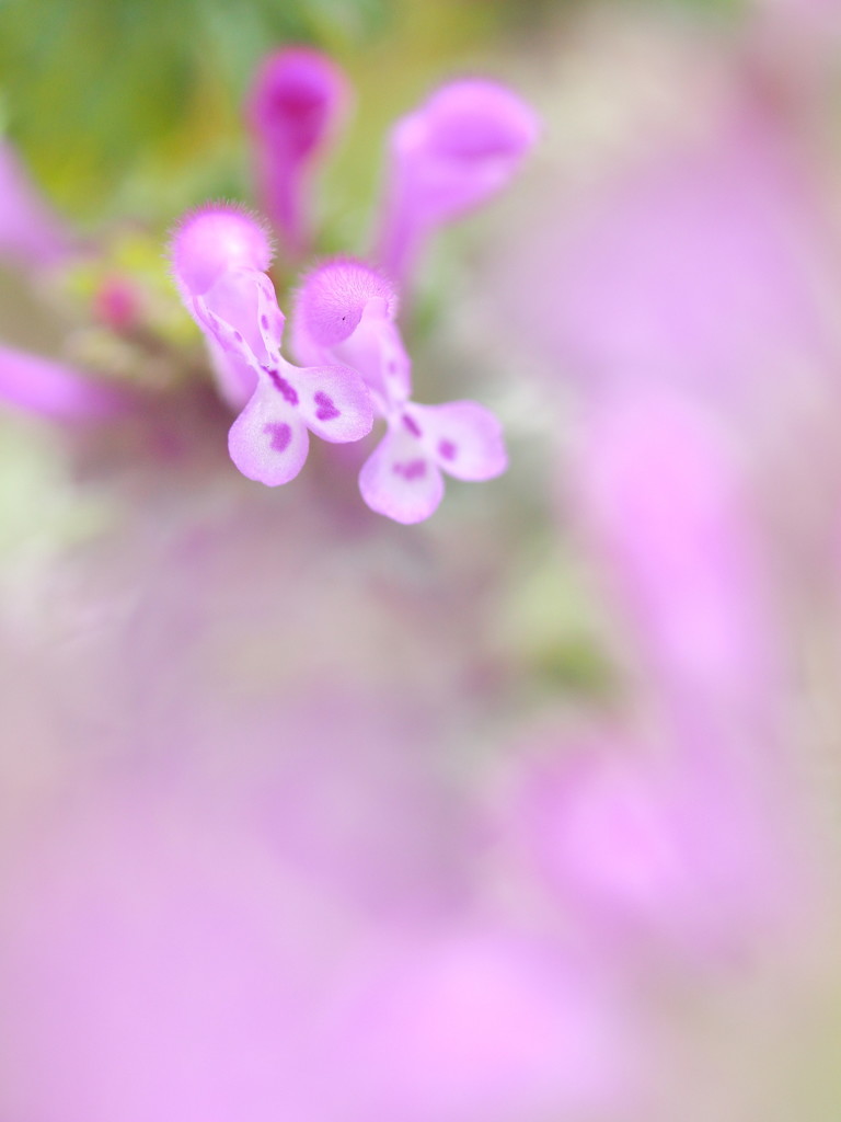 近所で見つけた♡の中の♡