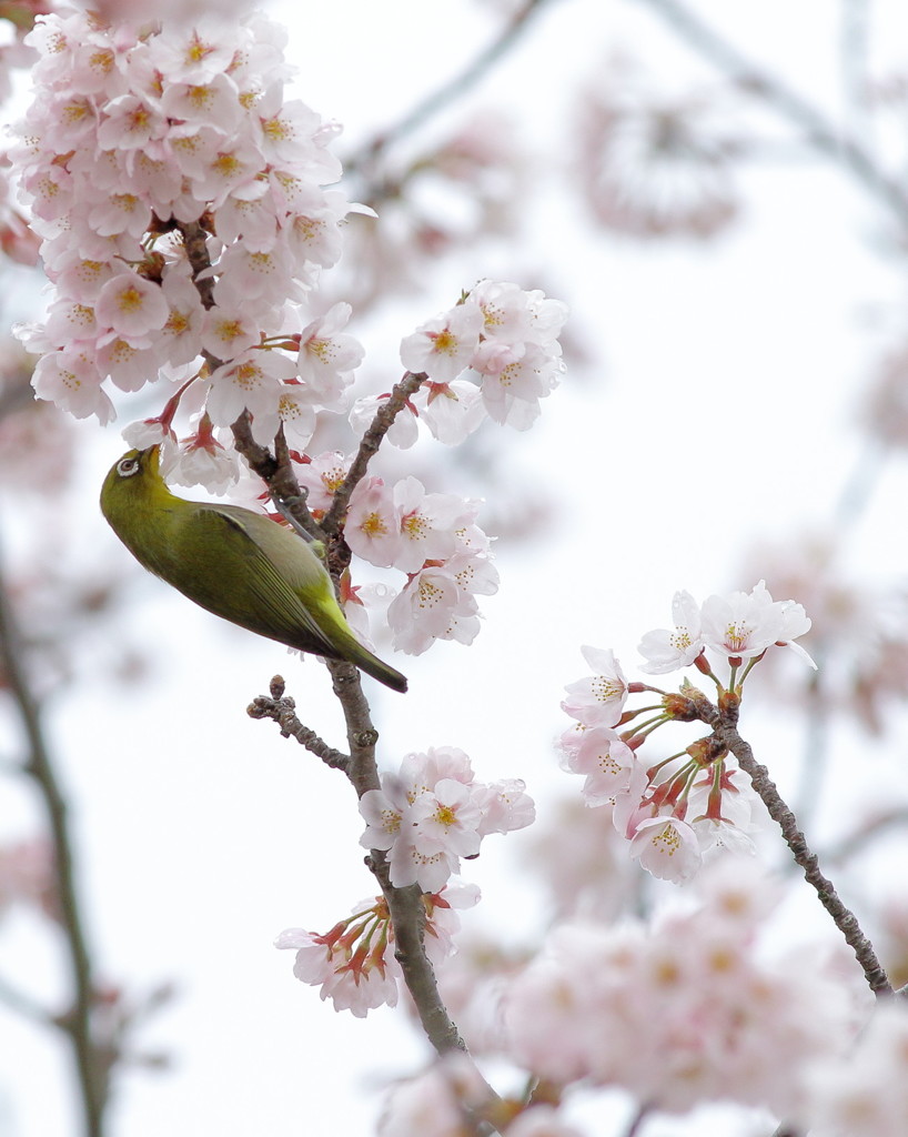 花見deチュー