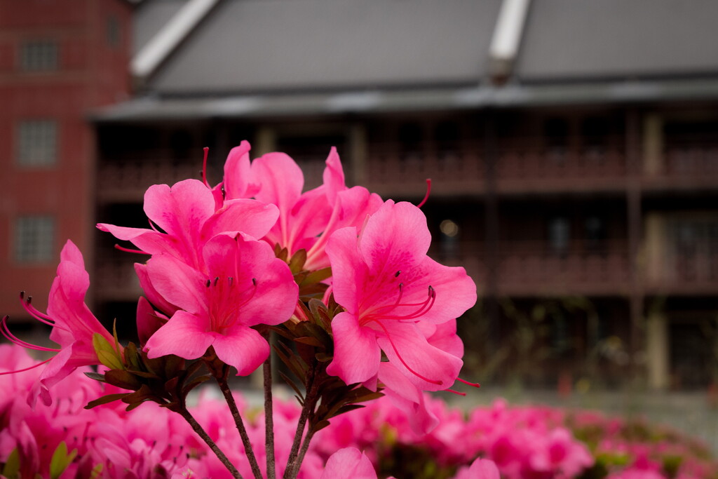 Flower road in Yokohama red brick