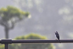 とある都市公園の秋暁