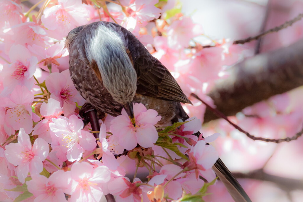 春にチュっ♡（ヒヨドリ）