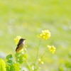春を待つ（ジョウビタキ編）