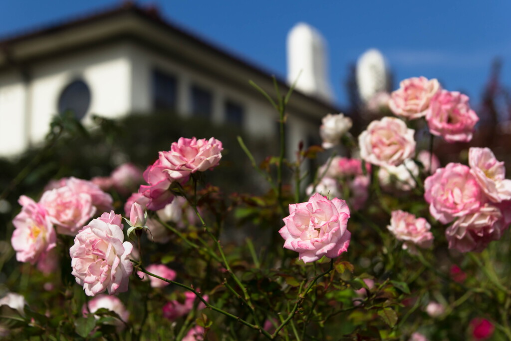 Autumn rose in Yokohama