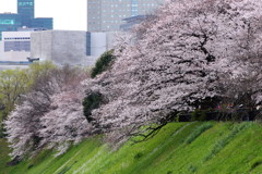 ぶらっと皇居、半蔵門豪