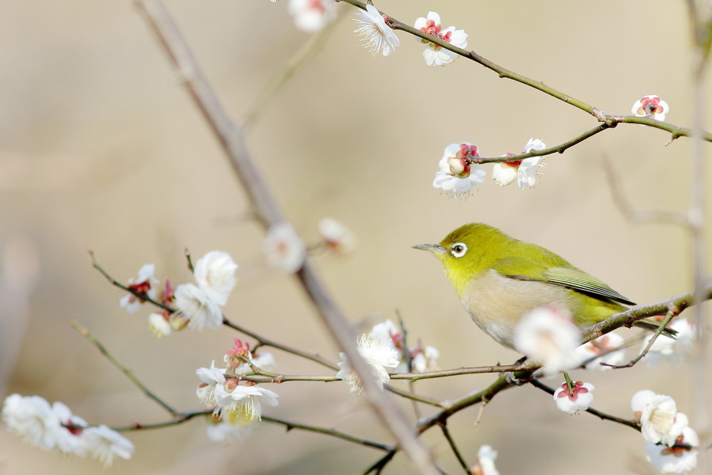 梅は~ぁ咲いたか~ぁ♬桜は~ぁまだかいなぁ？...ヾ(- -;)＜ぉぃ、まだ１月