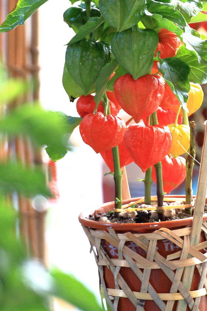 暑中お見舞い申し上げます　令和元年盛夏