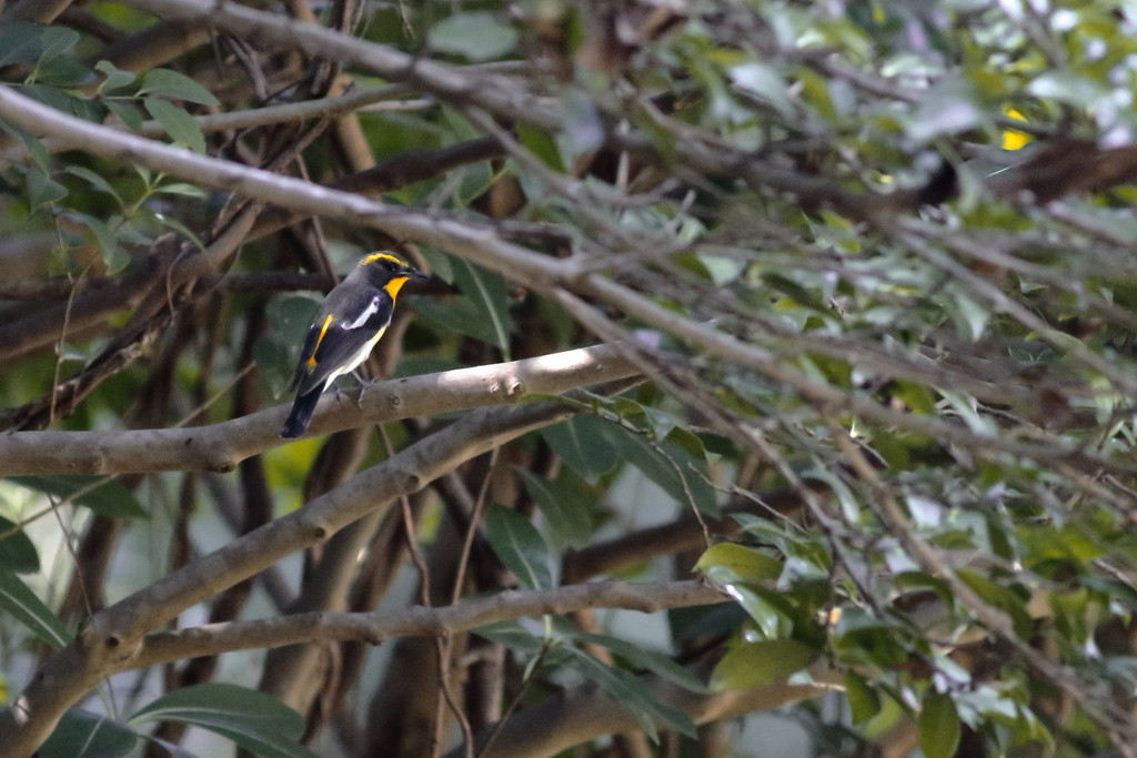 乗るしかない、このGreen Waveに！
