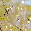 花が咲く頃
