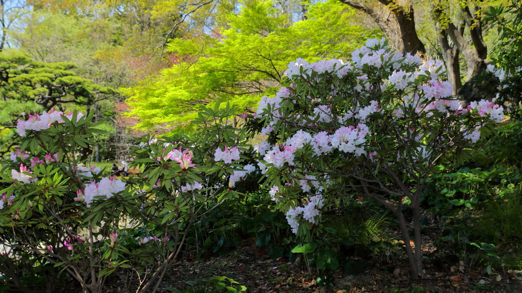 ぶらっと皇居、江戸城東御苑・アカボシシャクナゲと萌える若葉