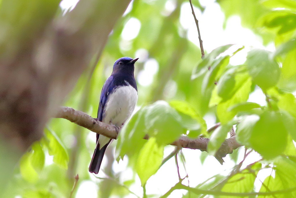 我が街に訪れた幸福の青い鳥