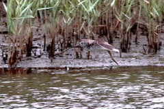 Landing Gear Down！