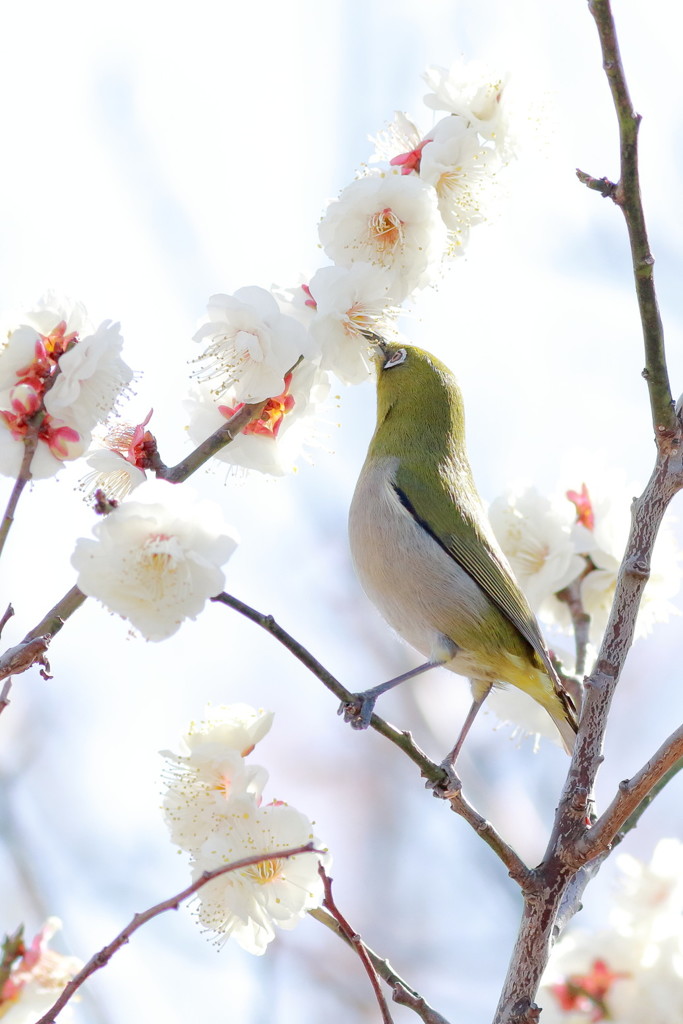 春のチュ～♡