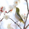 春のチュ～♡