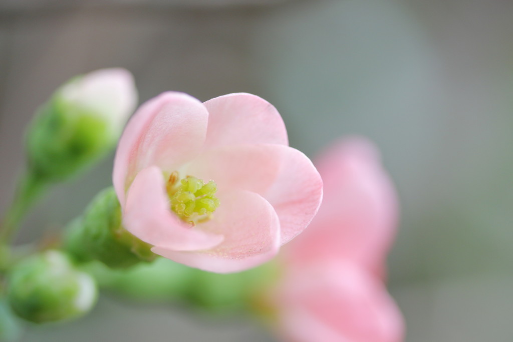春が待ちきれず