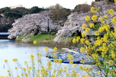 ぶらっと皇居、千鳥ヶ淵緑道・春爛漫