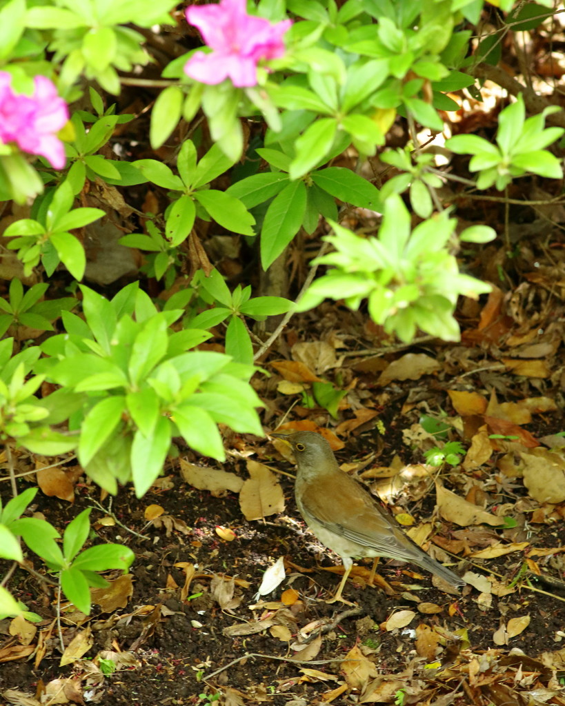 初夏の花見