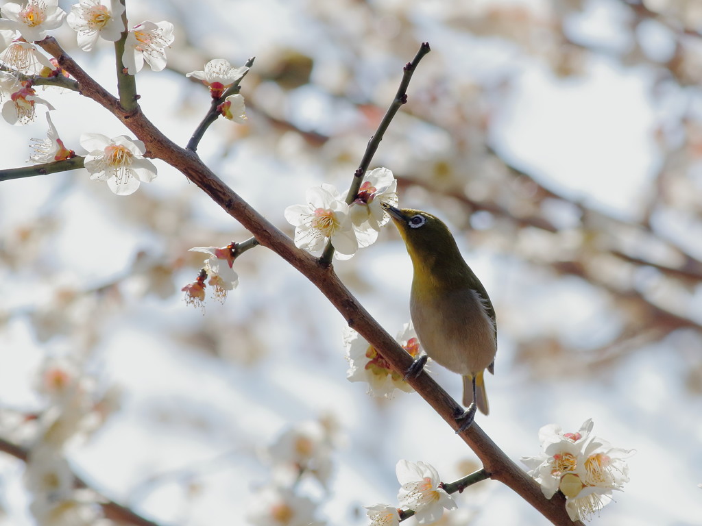 春にチュー…パート(^^v