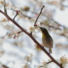 春にチュー…パート(^^v