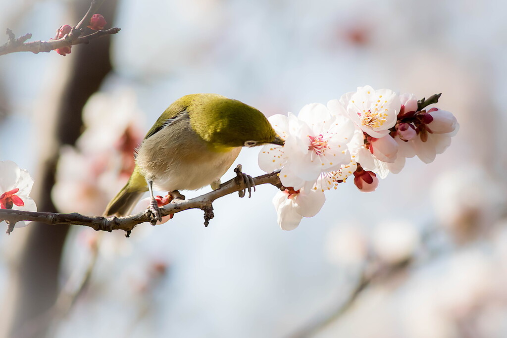 春を語るより口づけをかわそう…梅にチュっ♡