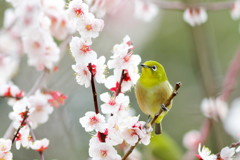 うつたへに鳥は食まねど縄延へて守らまく欲しき梅の花かも（万葉集・作者未詳）