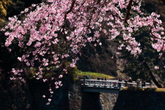 ぶらっと皇居、乾豪の枝垂れ桜