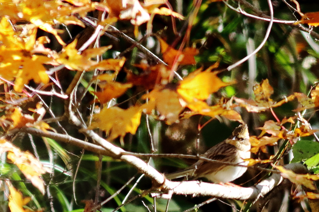 ぶらっと、武蔵野路・小さな世界の紅葉狩り
