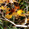 ぶらっと、武蔵野路・小さな世界の紅葉狩り