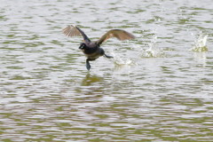 拳法、水をかける鳥の舞