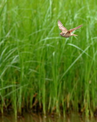 飛びます、飛びます(⋈◍＞◡＜◍)。✧♡